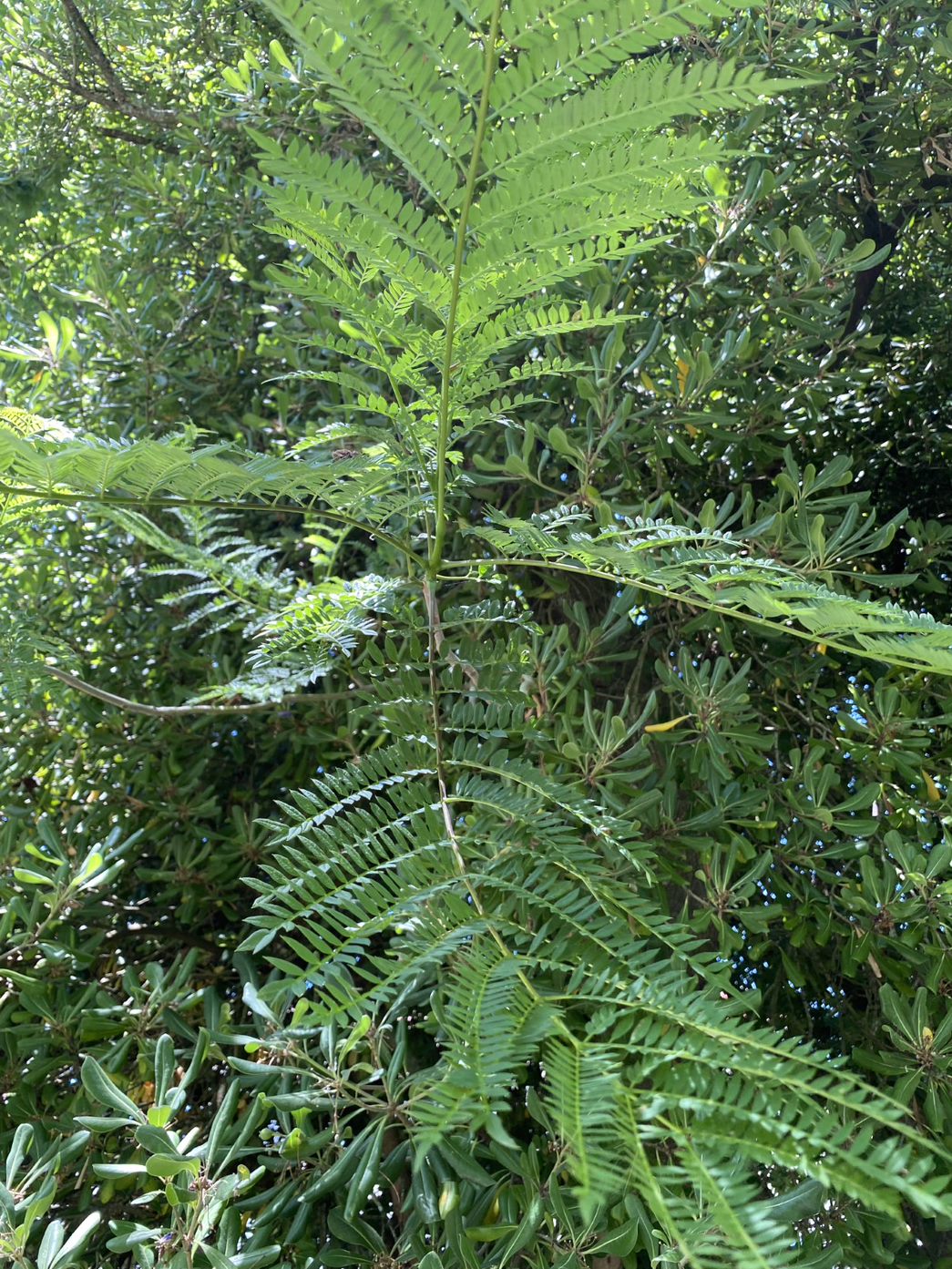 6- Ivan Ivolga- 8ºC