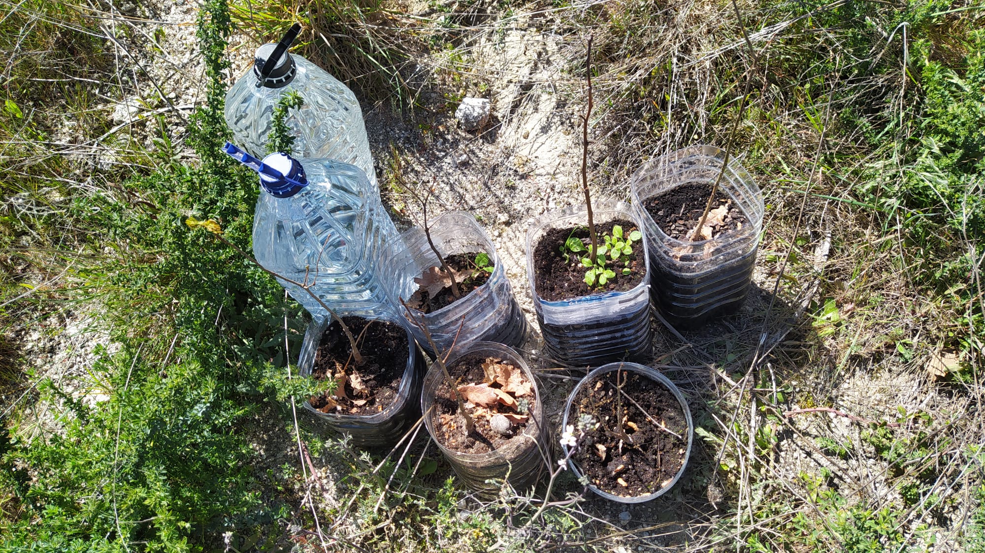 Carvalhos para serem plantadoa