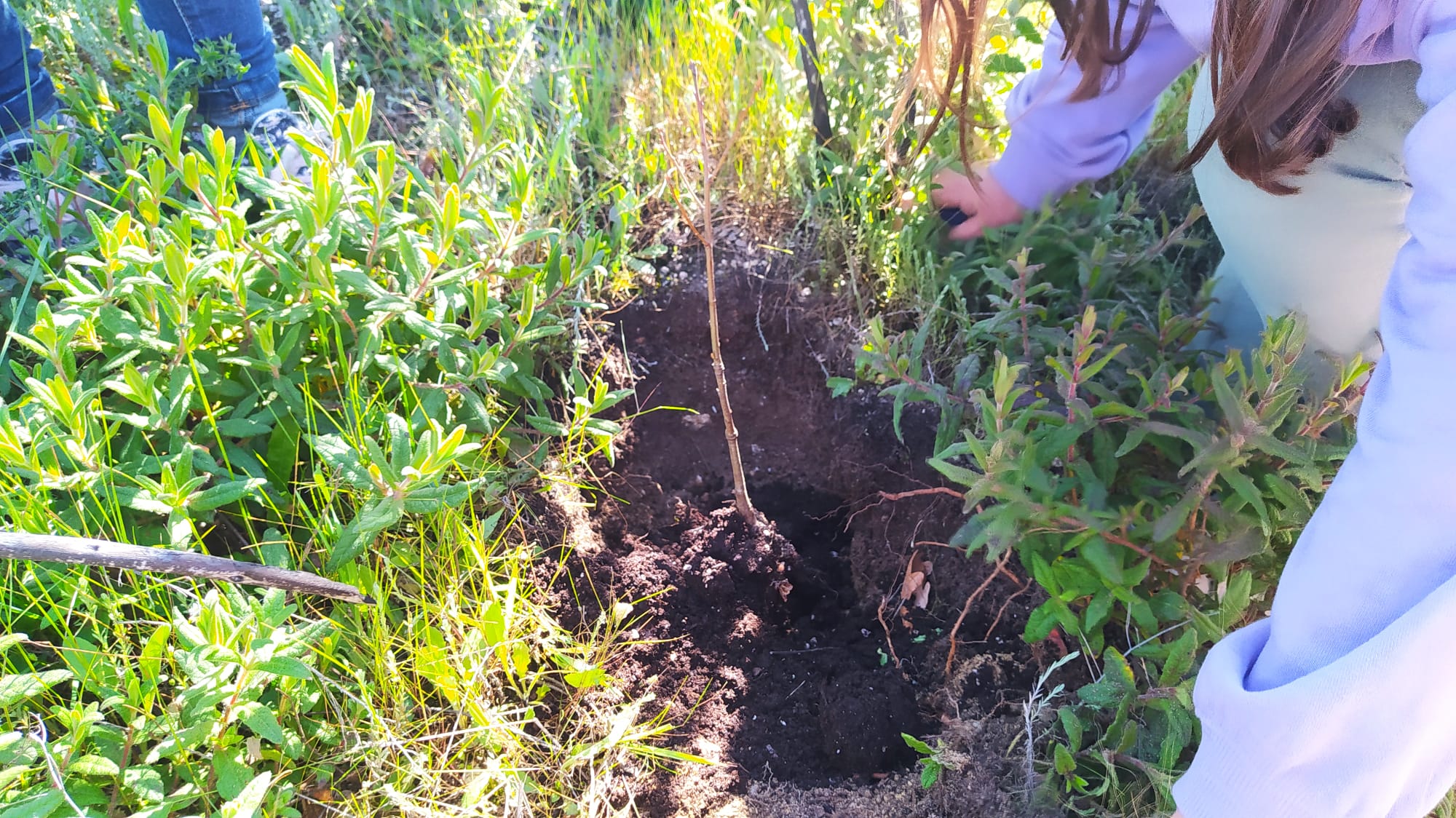 Enterrar o carvalhito