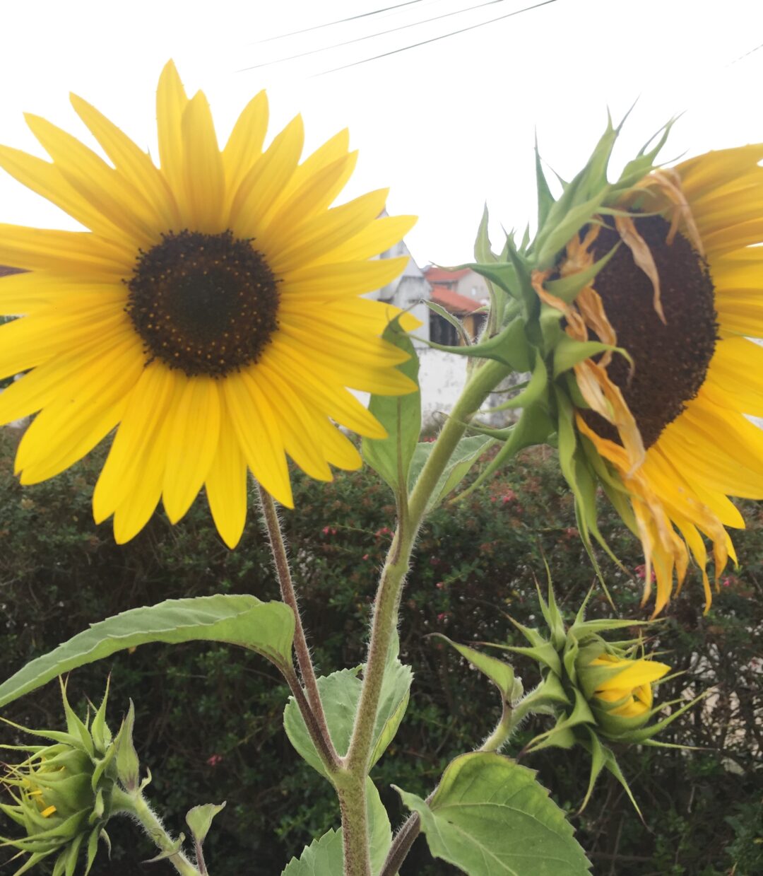 Mergulho na Natureza (turmas B e D, do 5.º Ano)