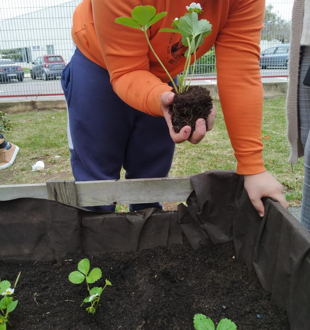 Plantação de morangueiros e Manutenção dos canteiros da horta