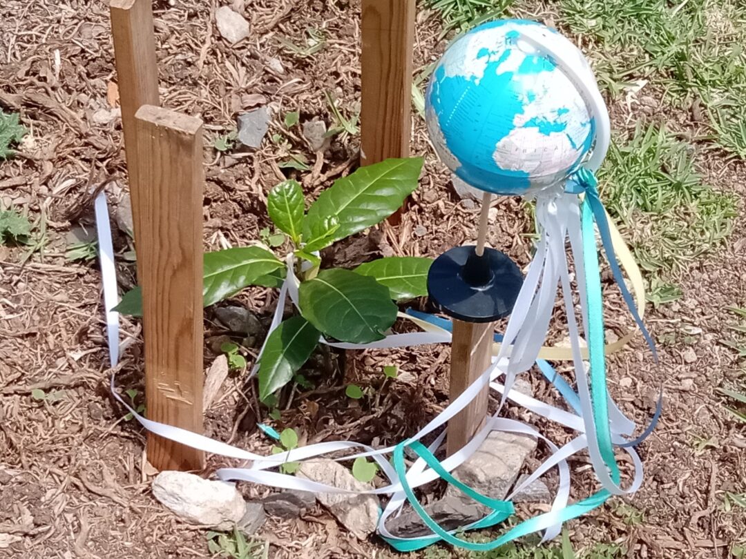Plantar uma árvore endémica da Madeira no jardim da nossa Escola pela Paz no Mundo.