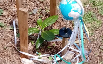 Plantar uma árvore endémica da Madeira no Jardim da nossa Escola, pela Paz no Mundo.