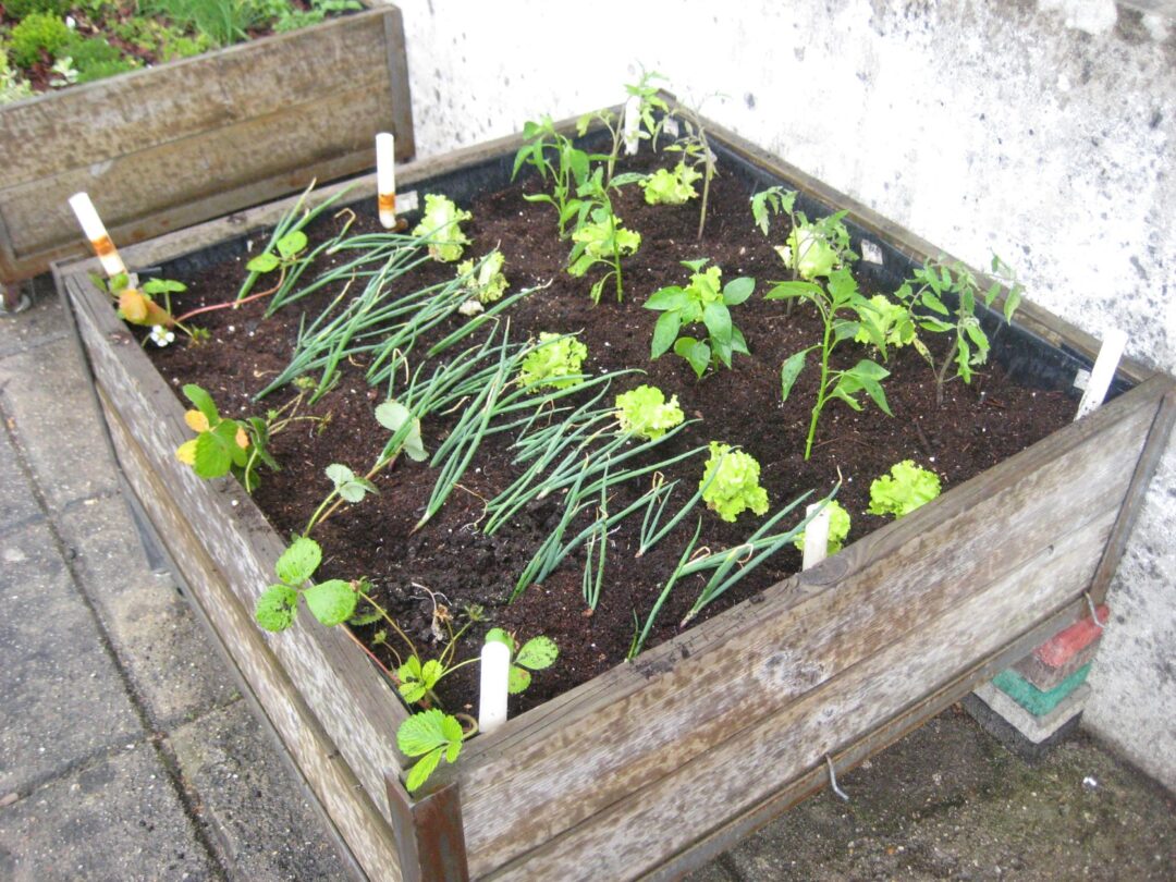 Criação de uma Horta e de um Jardim de Aromáticas