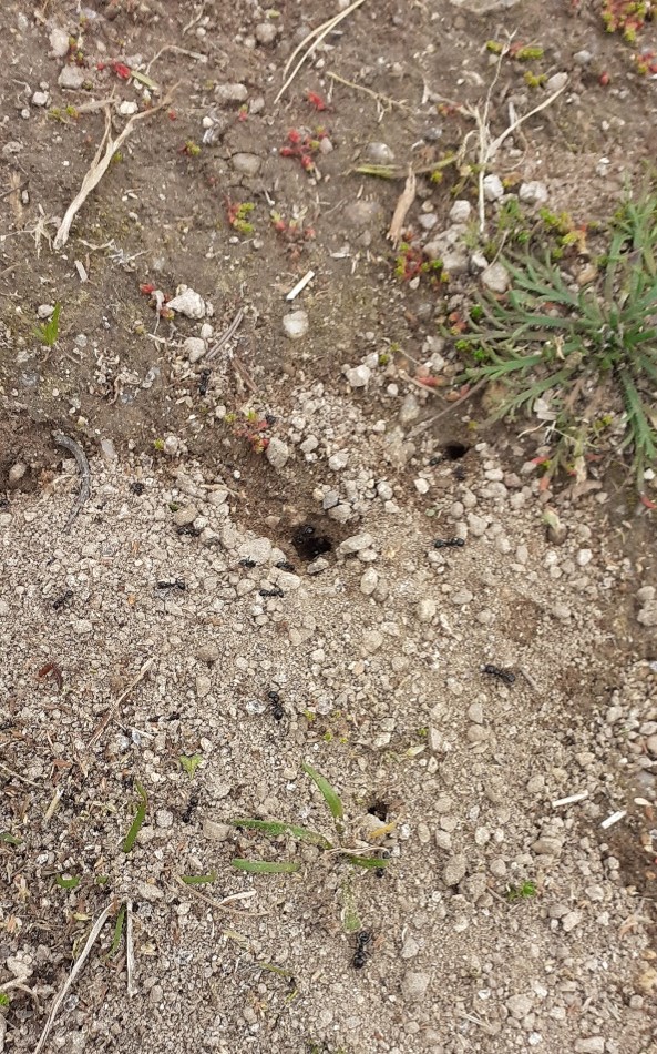 GlobalActionDays-Ação 2-Detetives da Natureza