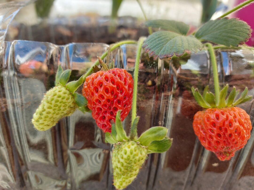 Fazer uma Festa Verde | Festa na horta