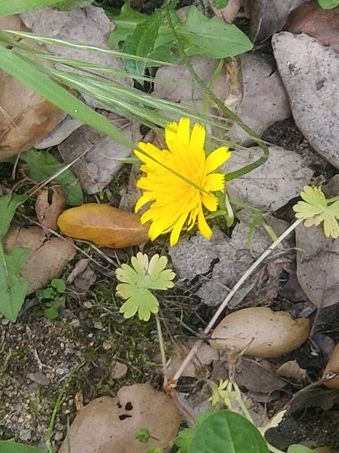 Mergulho na Natureza
