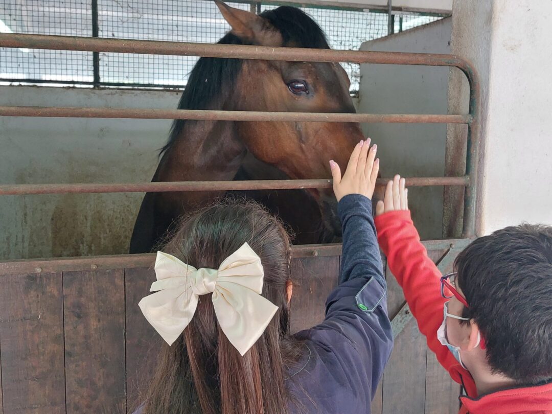 Projeto de Hipoterapia – parceria com a Câmara Municipal de Odivelas