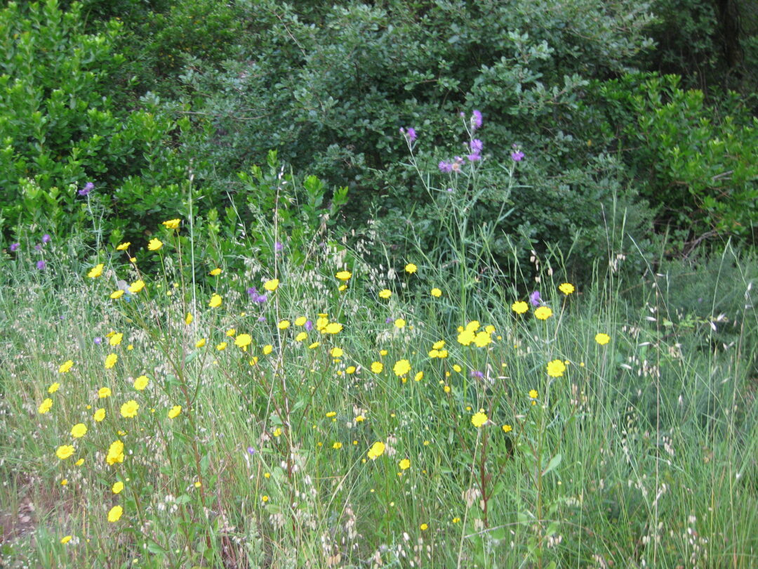 Detetives na Natureza