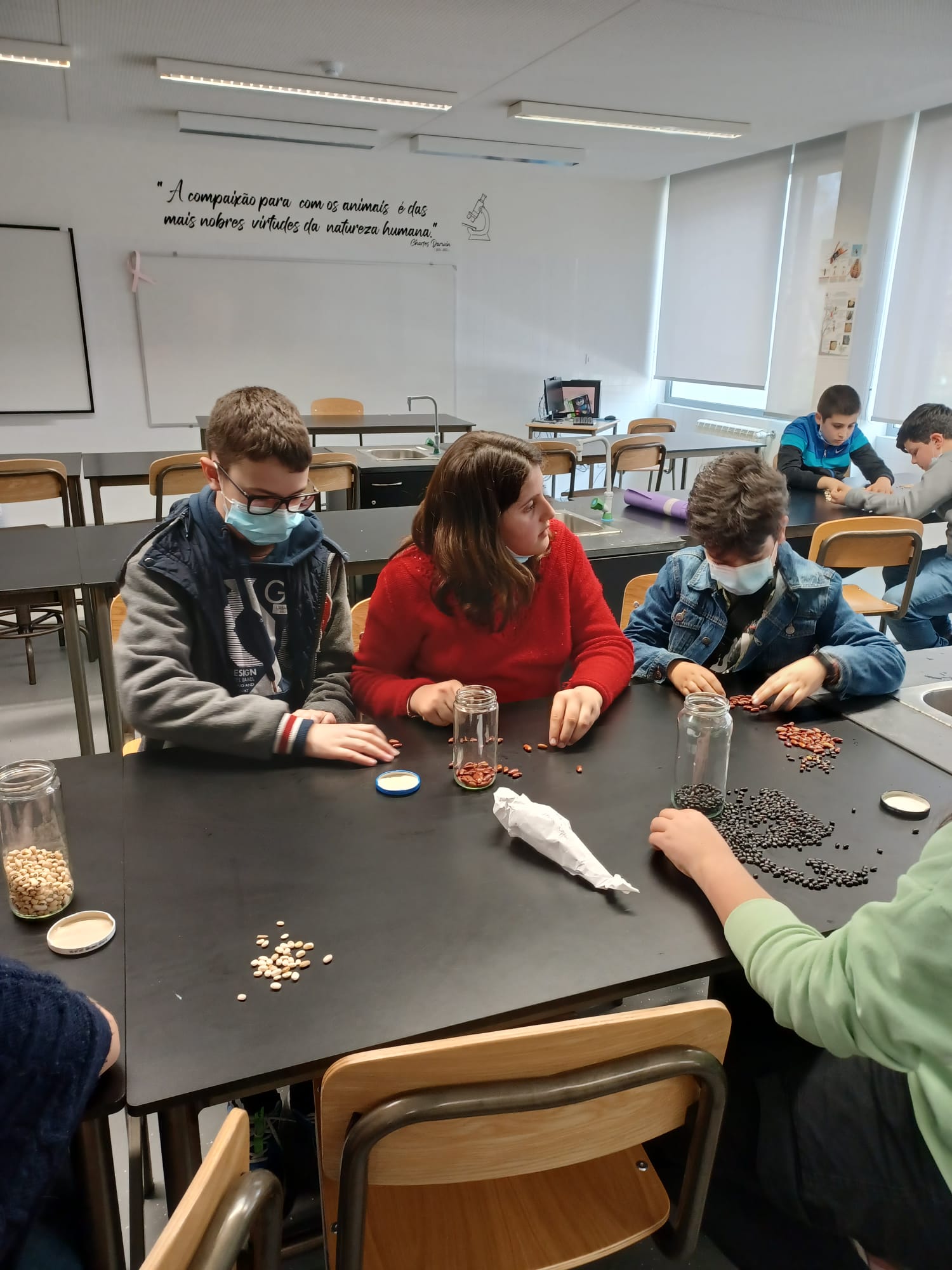 Seleção e limpeza de sementes