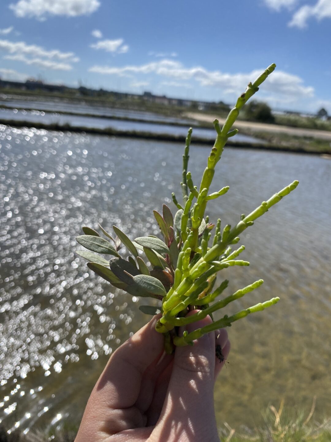 Património Natural das Salinas de Aveiro