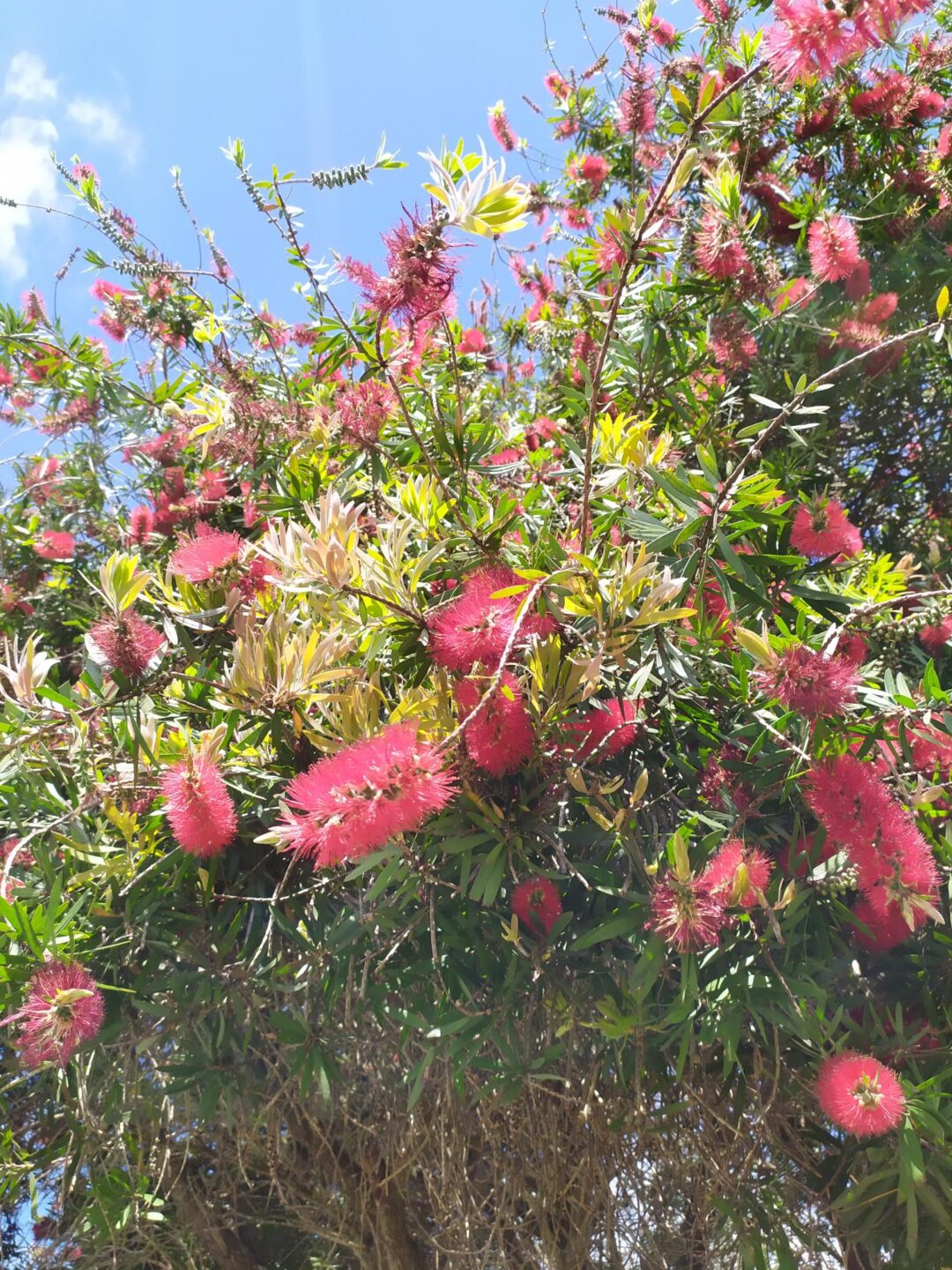 Ação 2: Detetives da Natureza