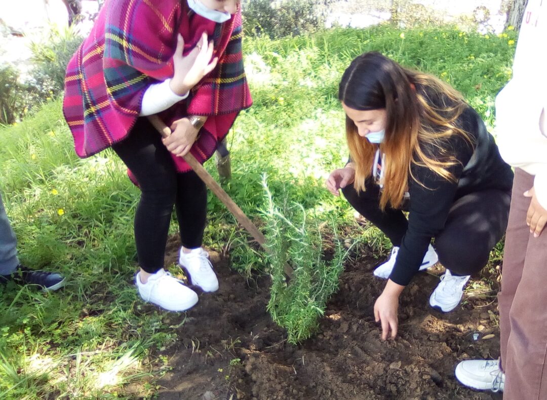Construção de um pequeno jardim mediterrânico na Escola Secundária Manuel Cargaleiro.