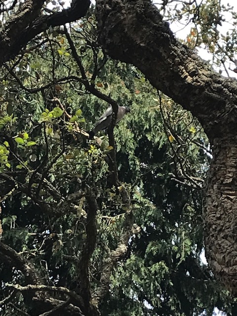 Detetives na Natureza