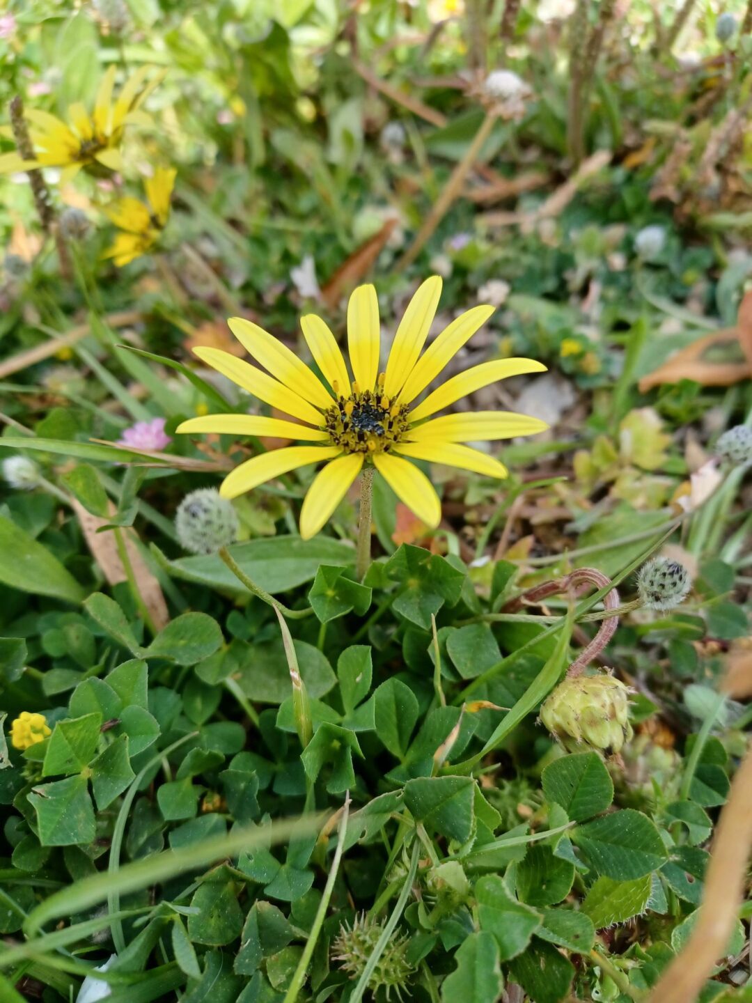 Ação 2: Detetives da Natureza