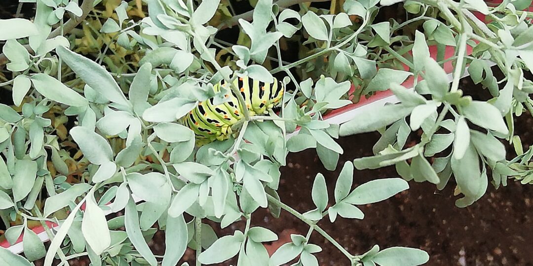 Biodiversidade, Preservar e Regenerar