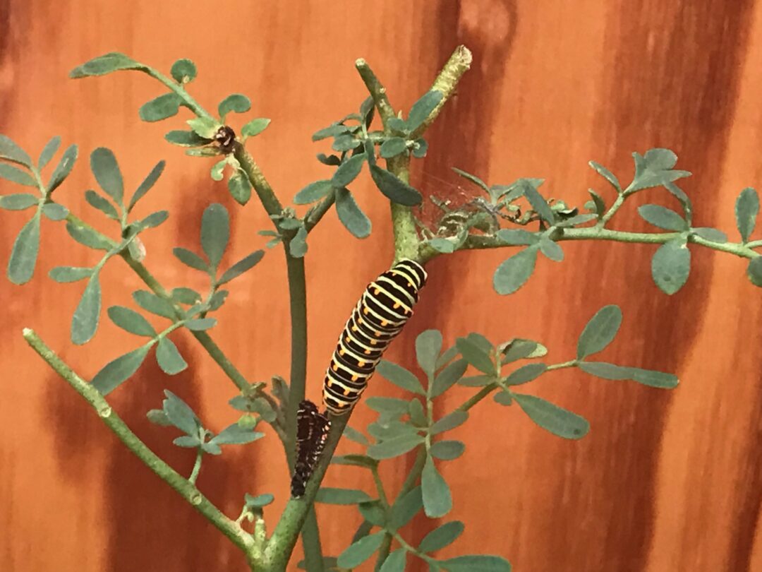 Borboletário | Cauda-de Andorinha – Escola Secundária de Estarreja