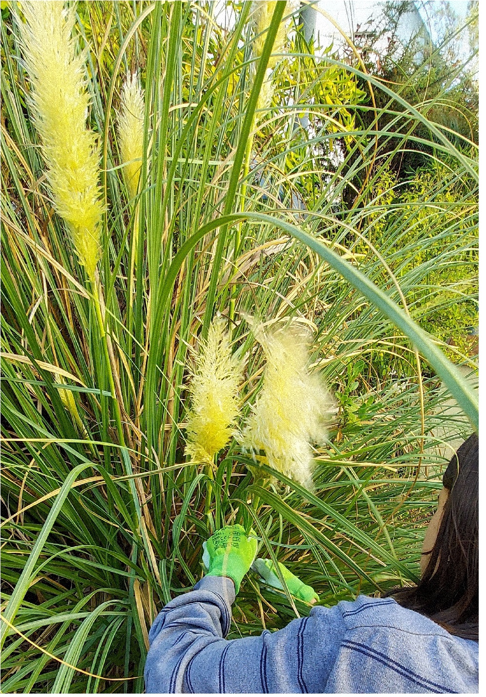 Escola Secundária Manuel Cargaleiro – Controlo de Cortaderia do jardim da escola