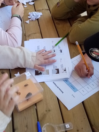 Estudando insectos e construindo um berçário de moscas das flores