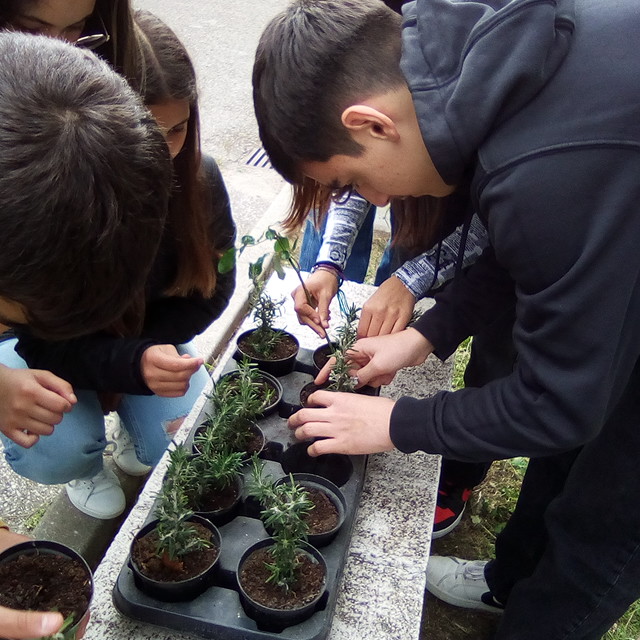 Escola Secundária Manuel Cargaleiro: Manutenção do viveiro de plantas mediterrânicas.