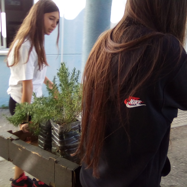 Escola Secundária Manuel Cargaleiro: Comemoração do Dia Mundial da Árvore – Jardim de aromáticas.