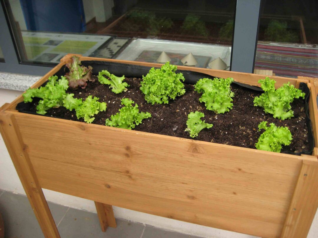 Cuidar/aumentar a horta e o jardim de aromáticas