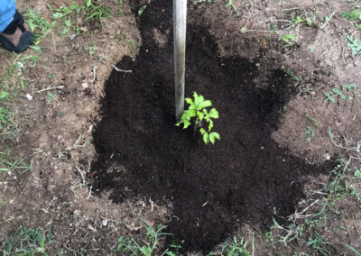 Comemoração do Dia da Floresta Autóctone