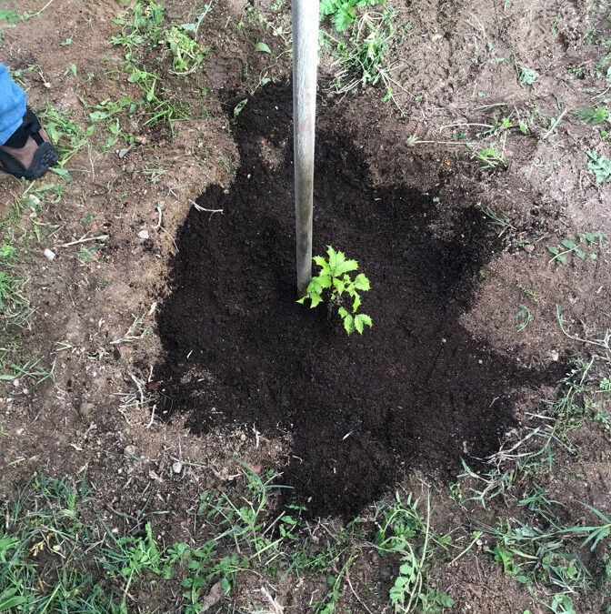 Comemoração do Dia da Floresta Autóctone