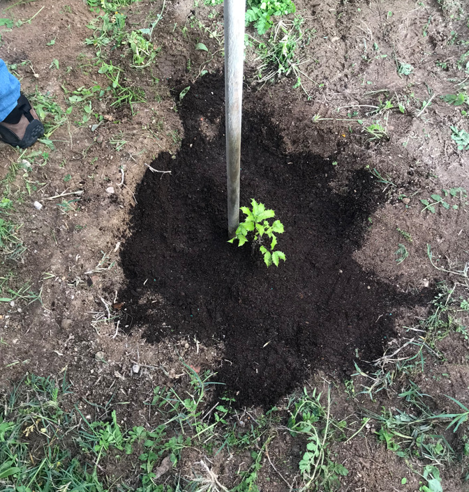 Comemoração do Dia da Floresta Autóctone