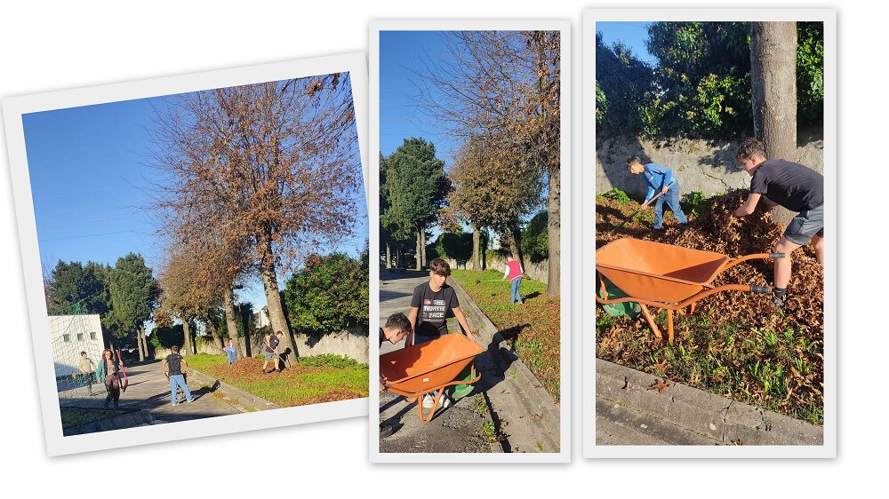 Horta 2_recolha de folhas