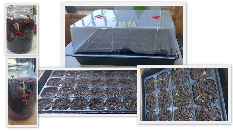 Sementeiras (crescimento numa semana)