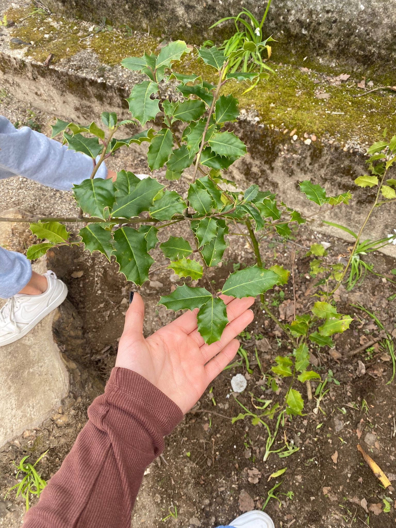 EBS Rebordosa AZEVINHO 2