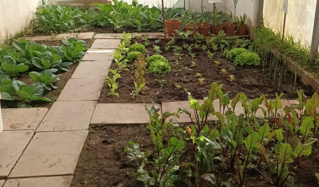 Horta Bio – E.B. 2,3 Cego do Maio