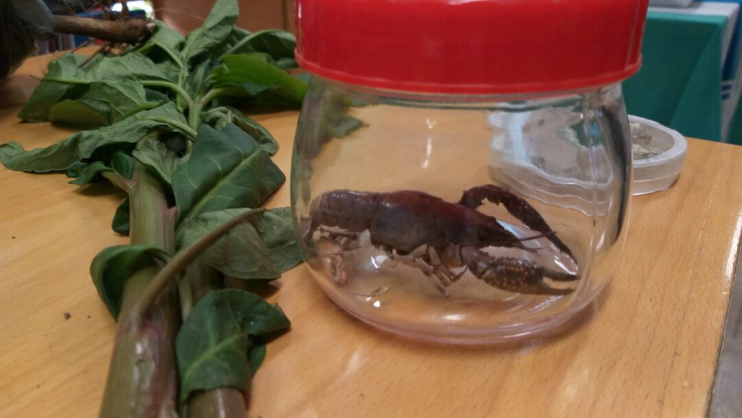 Impacte da introdução de espécies invasoras em Portugal!