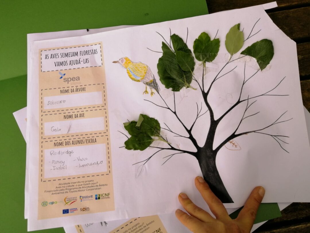 Aves de Monsanto – qual a vossa árvore?