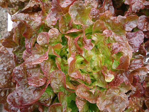 Horta Escolar – Ação 2: Antecipar as alterações climáticas através da Alimentação