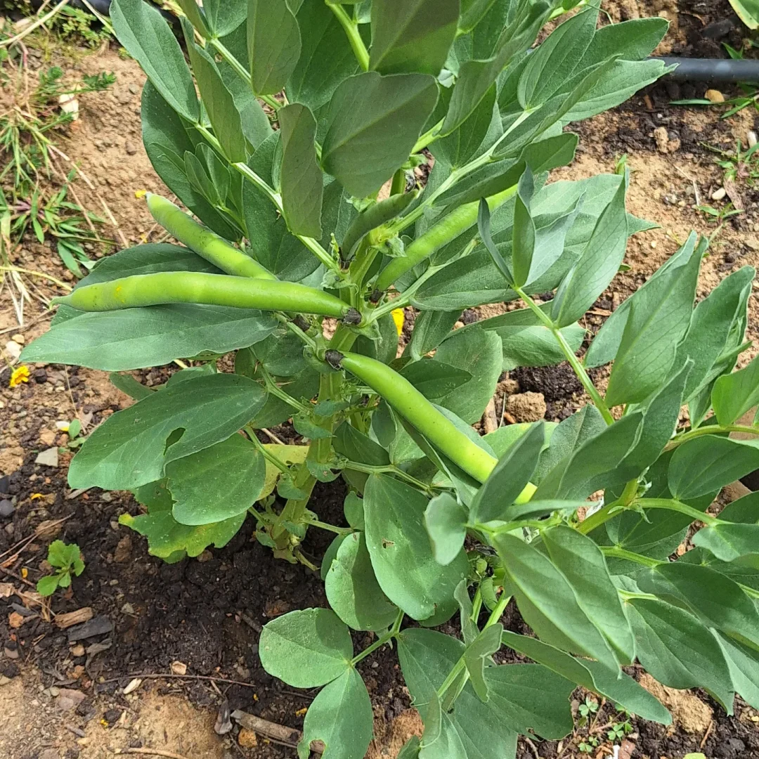 Comemoração dos Global Action Days 2024