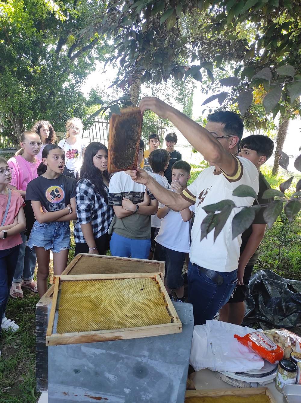As Abelhas, nossas aliadas
