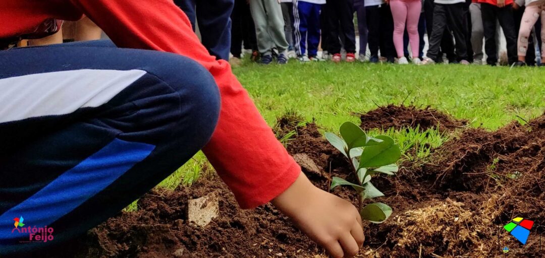 Plantar Ideias – Crescer com as árvores
