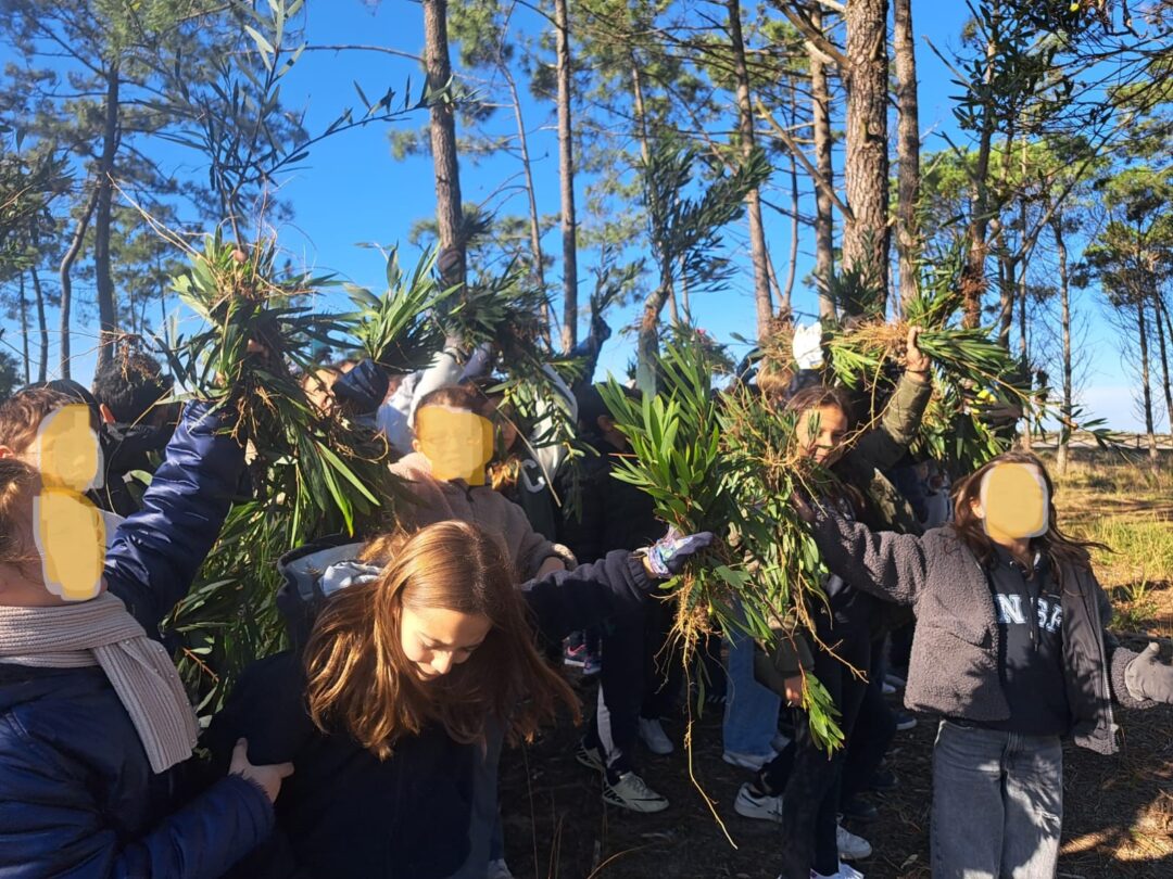 Plantação de árvores autóctones no Pinhal de Leiria e remoção de espécies invasoras