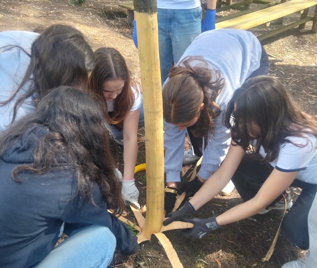 Controlo de espécies invasoras (acácia longifolia)