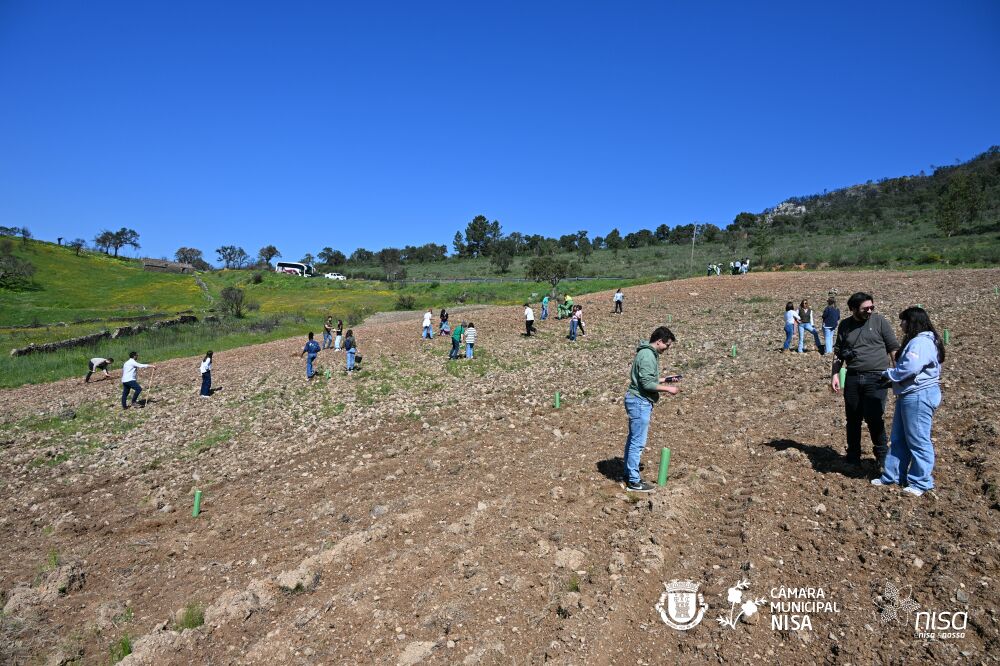 Reflorestação de uma área ardida